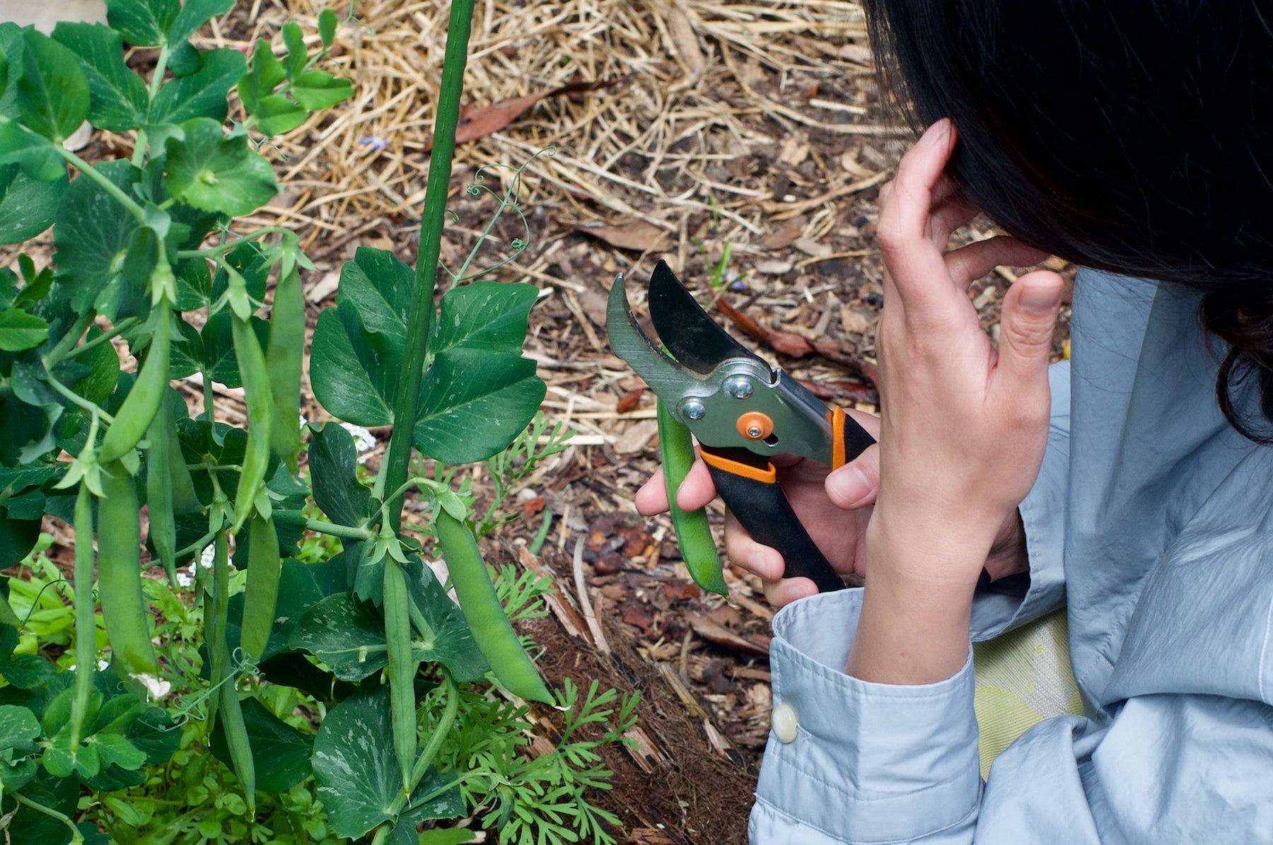 Why go Organic? The benefits of Organic Food